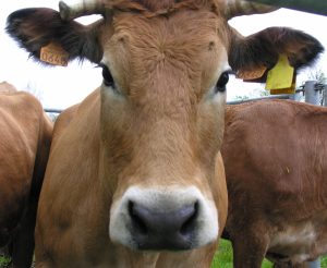 Photo Gilles PETIT 3904