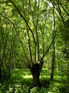 frene-tetard-photo-gilles-petit-1262